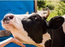 تصمیم جدید دولت در پی شیوع تب برفکی/ توزیع کارت کالایی لبنیات