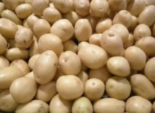 صادرات این محصول پرمصرف ممنوع شد