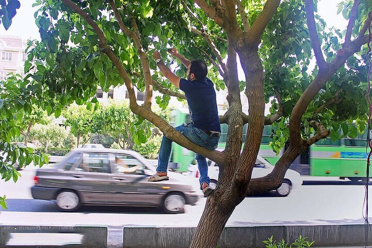 توت‌های خیابانی را نخورید/ هشدار جدی برای بیماری‌های گوارشی