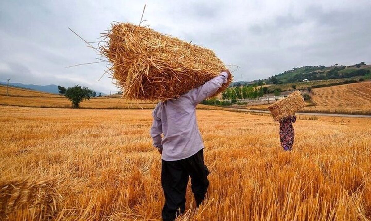 خبر مهم برای کشاورزان / جزئیات واریزی جدید برای گندم‌کاران اعلام شد
